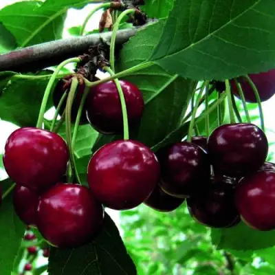 Дюк ЖИВИЦА (ЧЕРЕВИШНЯ) в Речице