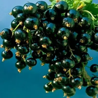 Смородина чёрная ИЗЮМНАЯ в Речице