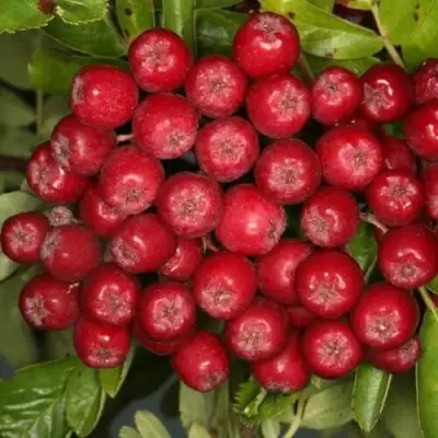 Рябина РУБИНОВАЯ сладкоплодная в Речице