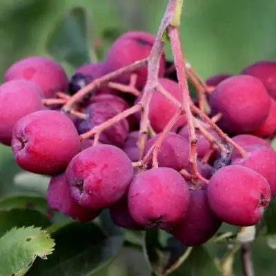 Рябина ДЕСЕРТНАЯ МИЧУРИНА сладкоплодная в Речице