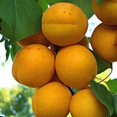 Абрикос ОНТАРИО в Речице