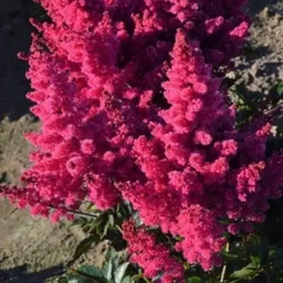 Астильба ЛАКИ ДЕЙ Арендса в Речице