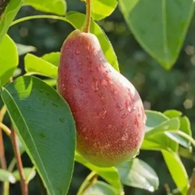 Груша ЯКОВЛЕВСКАЯ в Речице