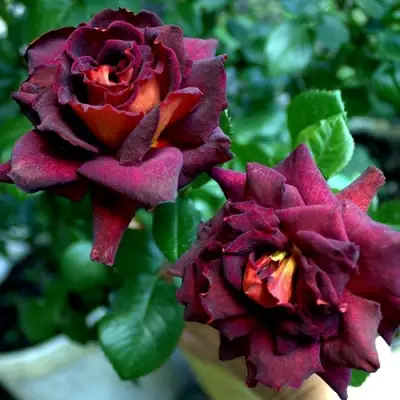 Роза ЭДДИ МИТЧЕЛЛ чайно-гибридная в Речице