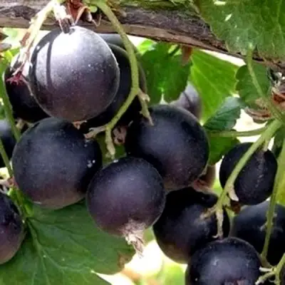 ЙОШТА в Речице