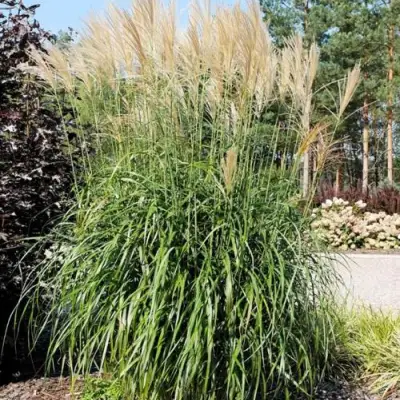 Мискантус ВАНИЛЛА СКАЙ китайский в Речице