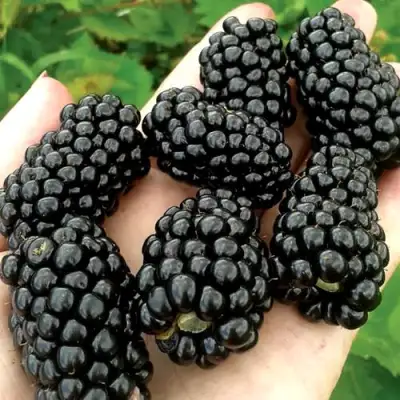 Ежевика ПРАЙМ АРК ФРИДОМ ремонтантная  в Речице