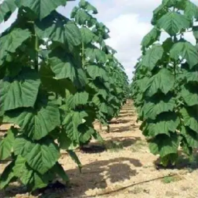 Павловния ПАО ТОГН Z07 в Речице