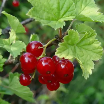 Смородина альпийская ШМИДТ в Речице