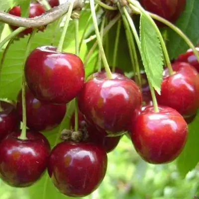 Черешня СИНЯВСКАЯ в Речице