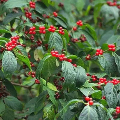 Жимолость МААКА в Речице