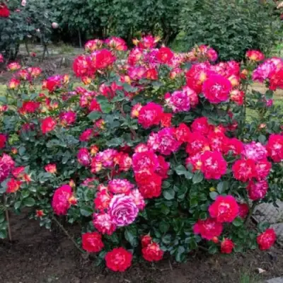 Роза БРЕРА флорибунда в Речице