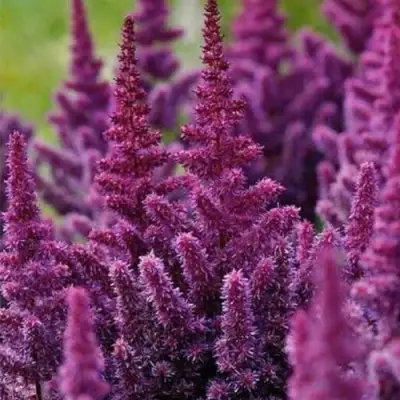 Астильба ПЕПЛ РЕЙН гибридная в Речице