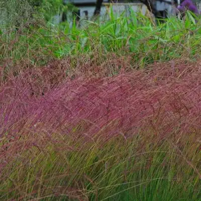 Овсянница АМЕТИСТОВАЯ в Речице