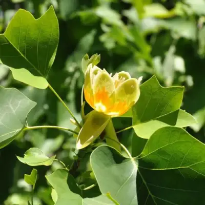 ЛИРИОДЕНДРОН тюльпанный в Речице