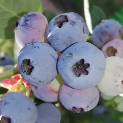 Голубика ХАРРИСОН в Речице