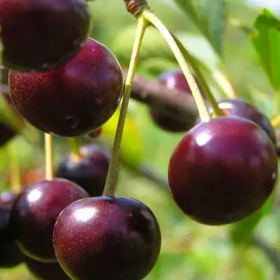 Вишня ЛИВЕНСКАЯ в Речице