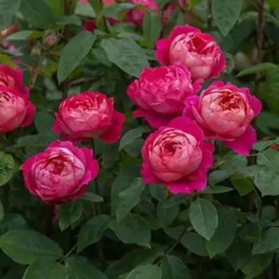 Роза БЕНДЖАМИН БРИТТЕН шраб в Речице