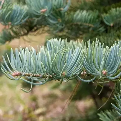 Пихта КОНКОЛОР в Речице