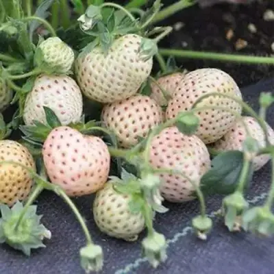 Клубника АНАНАСА ремонтантная в Речице