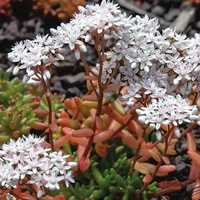 Очиток (седум) КОРАЛ КАРПЕТ белый в Речице