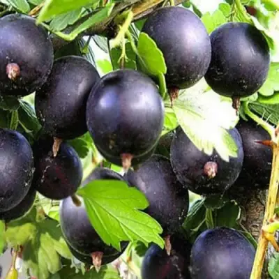 Крыжовник ЧЕРНОМОР в Речице