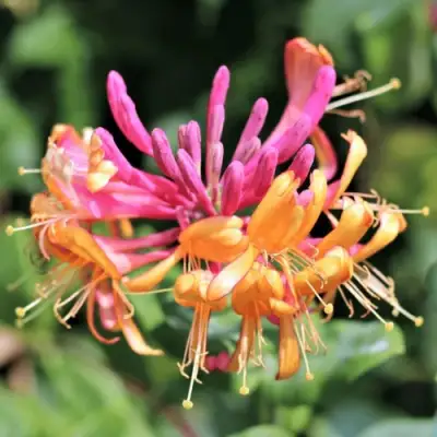 Жимолость ГЕКРОТА в Речице