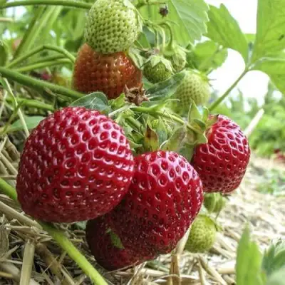 Клубника ЗЕНГА-ЗЕНГАНА в Речице