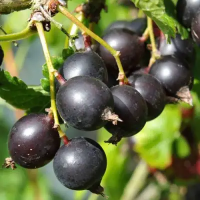 Йошта ДЖОСТАБЕРРИ в Речице