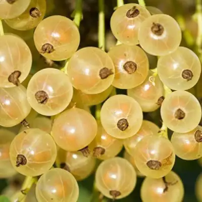 Смородина белая СМОЛЬЯНИНОВСКАЯ в Речице