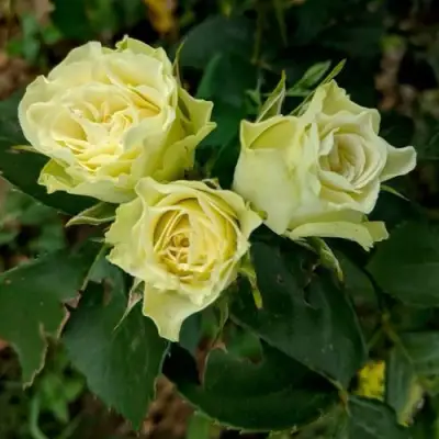 Роза ЛУВИАНА спрей в Речице