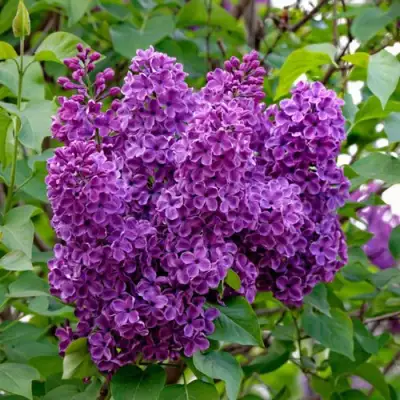 Сирень СУМЕРКИ в Речице