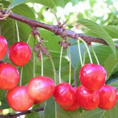 Черешня НАСЛАЖДЕНИЕ в Речице