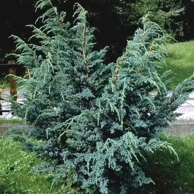 Можжевельник БЛЮ АЛЬПС китайский  в Речице