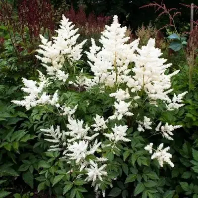 Астильба ДОЙЧЛАНД японская в Речице
