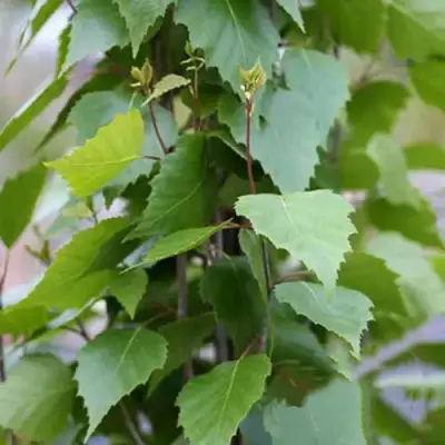 Береза ФАСТИГИАТА повислая  в Речице