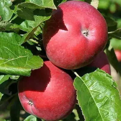 Яблоня СОЗВЕЗДИЕ колонновидная в Речице