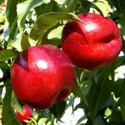 Нектарин ХАРКО в Речице