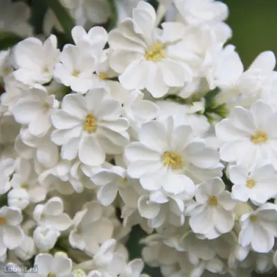 Сирень РОЧЕСТЕР в Речице