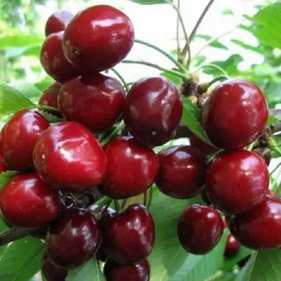 Черешня ГРОНКАВАЯ в Речице