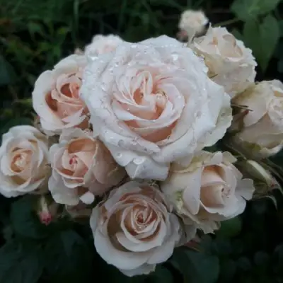 Роза ЯНА спрей в Речице