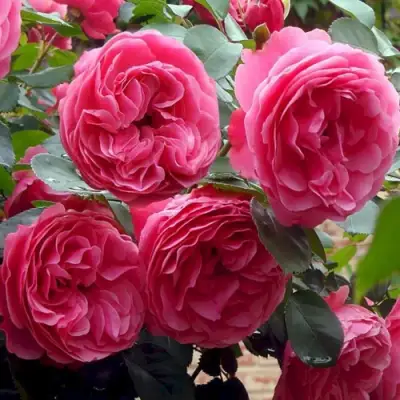 Роза ЛЕОНАРДО ДА ВИНЧИ флорибунда в Речице