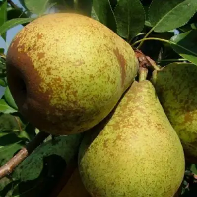 Груша ГЕНЕРАЛ ЛЕКЛЕРК в Речице