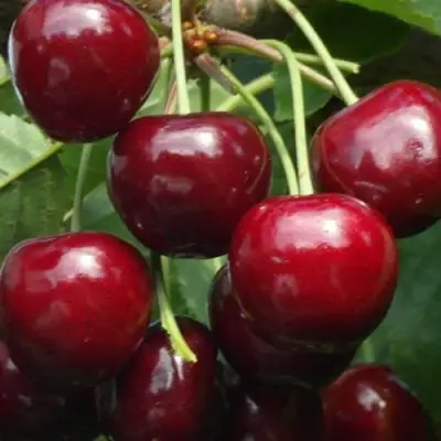 Черешня ГРОНКАВАЯ в Речице