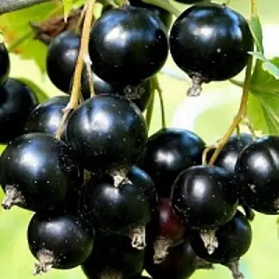 Смородина чёрная СОКРОВИЩЕ в Речице