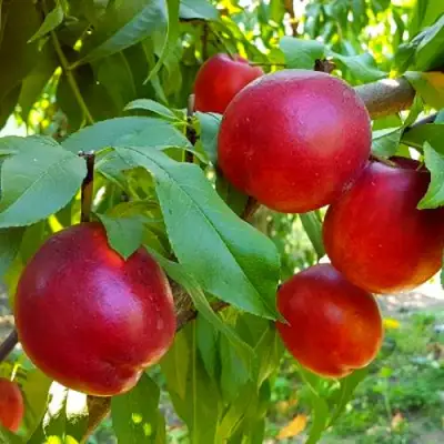 Нектарин НЕКТАРЕД-4 в Речице