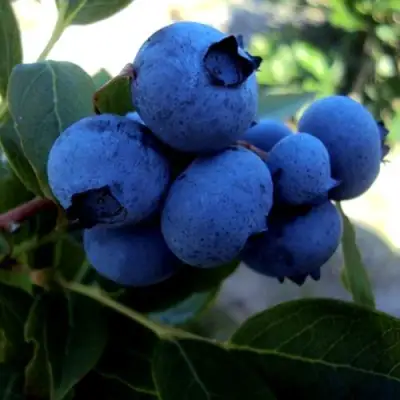 Голубика ДЖЕРСИ в Речице