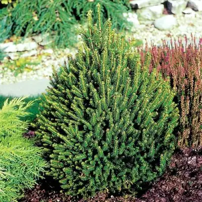 Ель КОМПАКТА обыкновенная в Речице