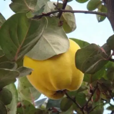 Айва АКАДЕМИЧЕСКАЯ в Речице