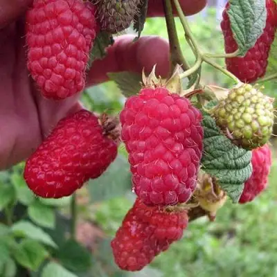 Малина МАРОСЕЙКА в Речице